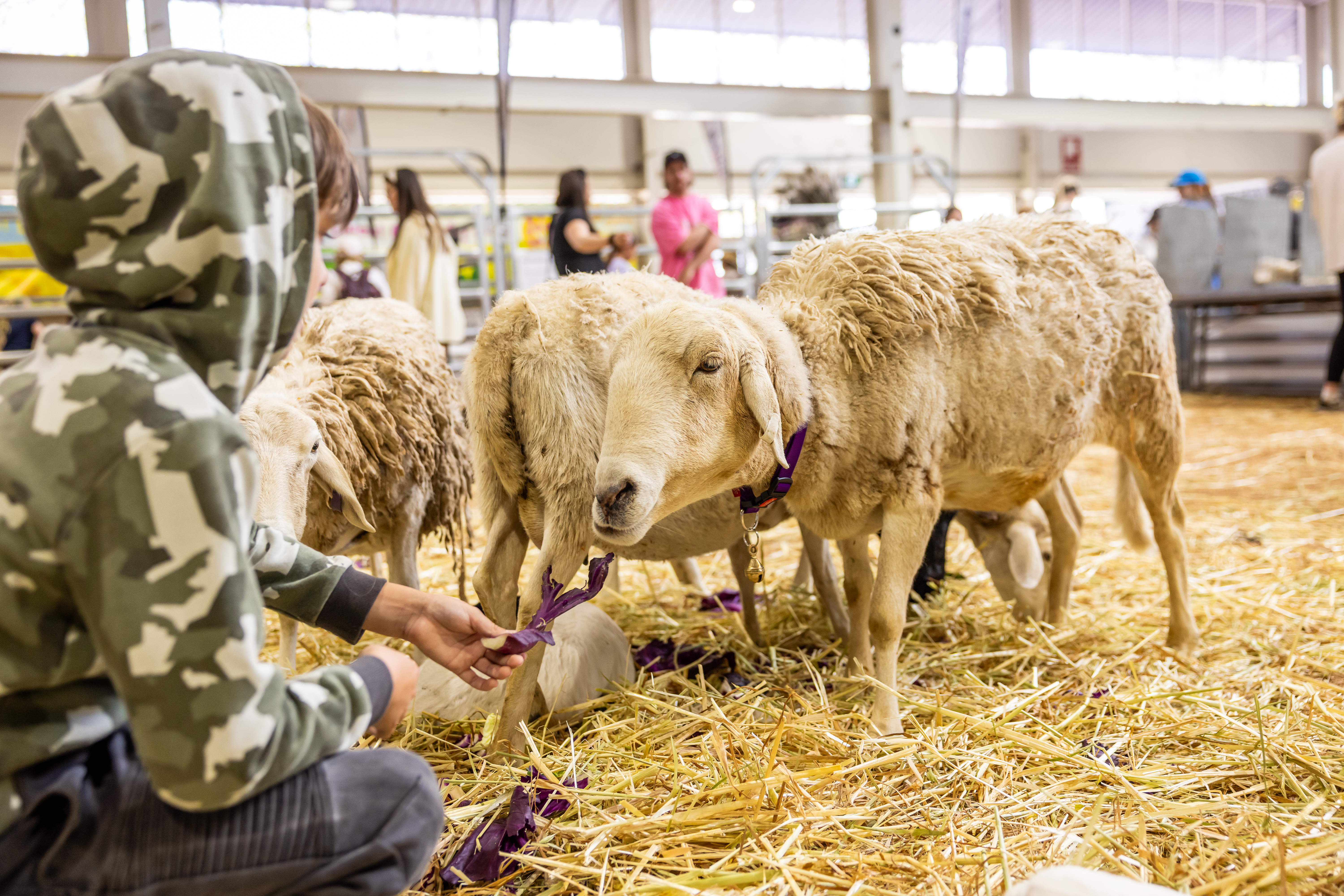 Farmyard Nursery - Sheep