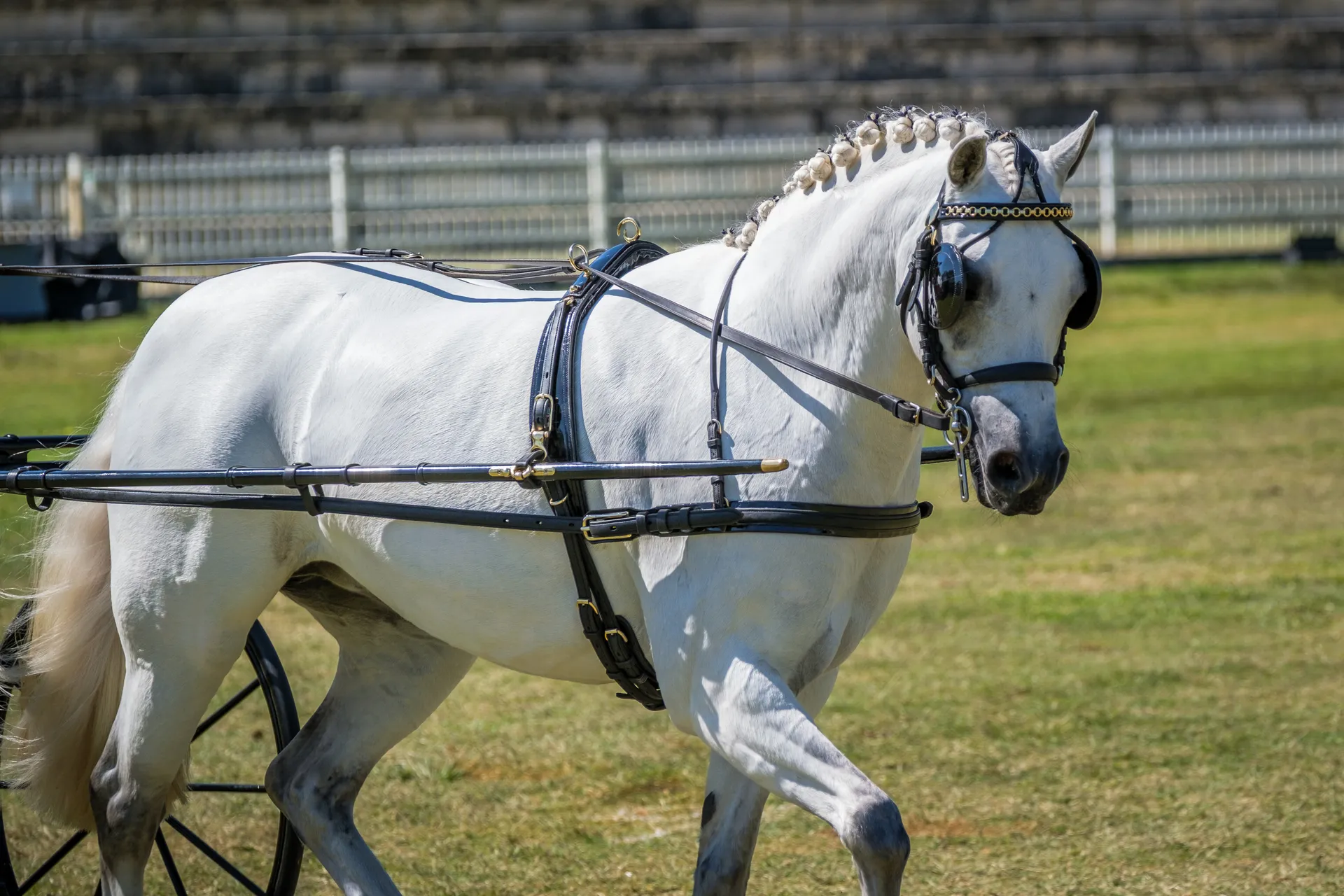 Horse Harness Competition