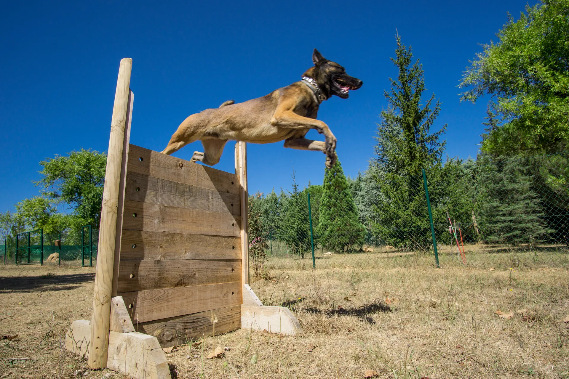 Working Dog Jumping