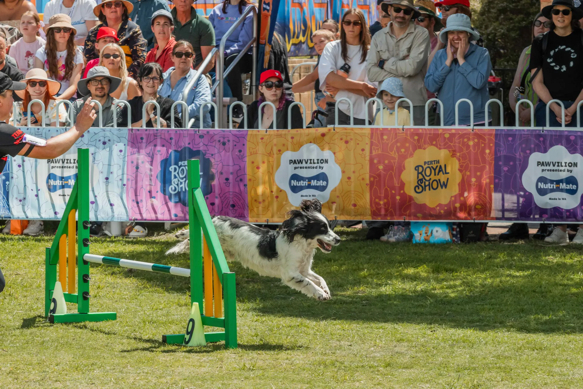 Dog Performance Competition