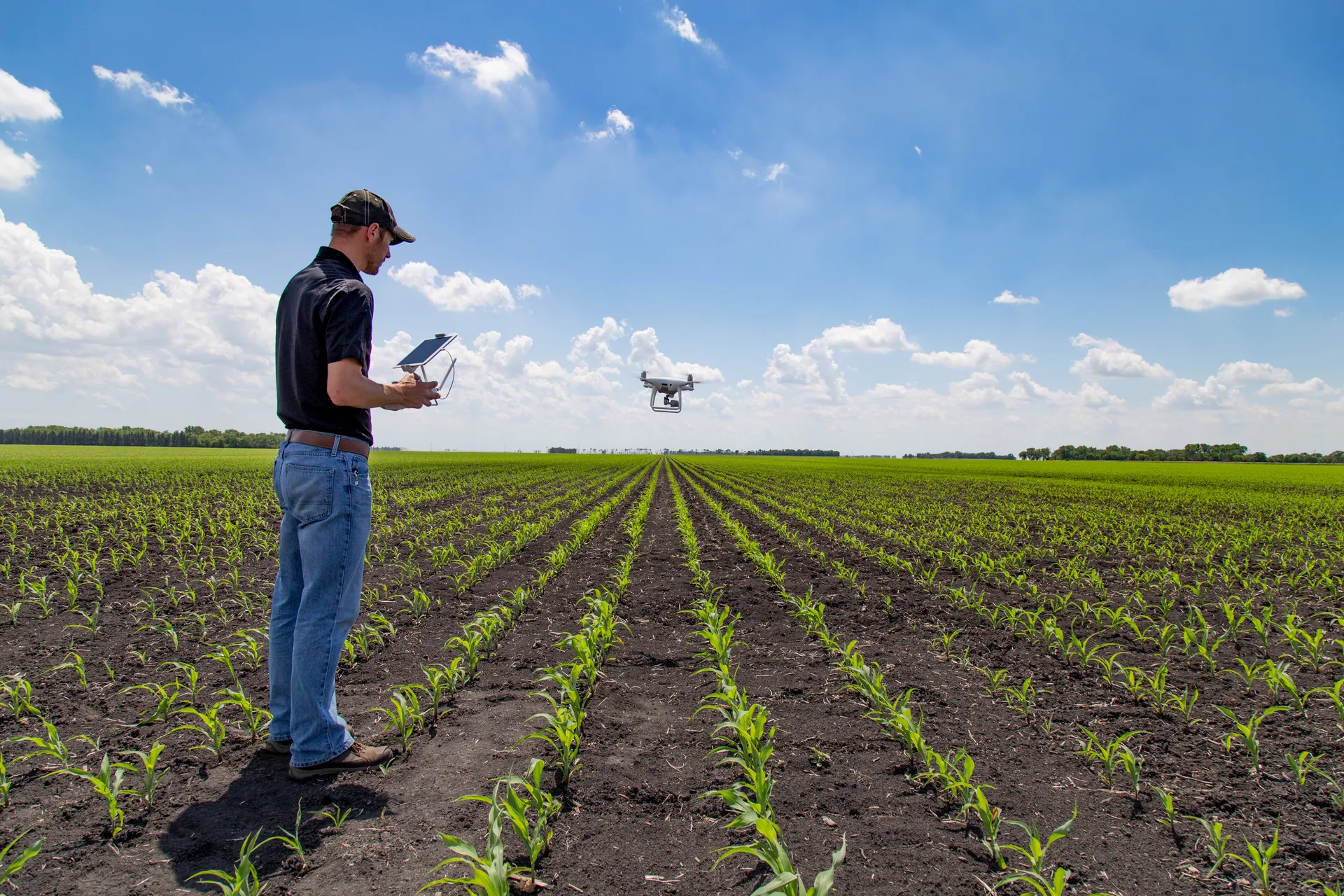 Farmer operating a drone over a crop field.