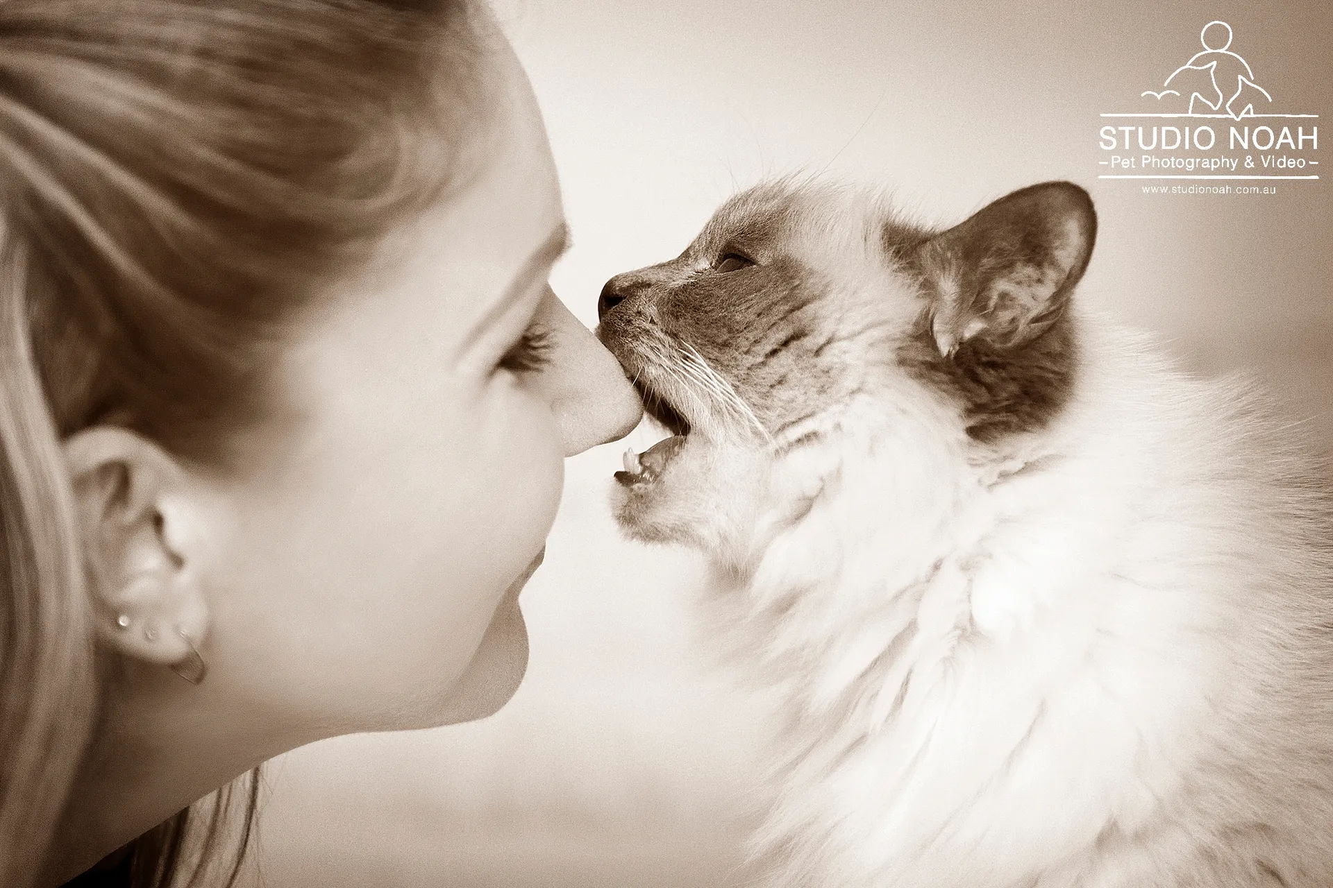 cat biting nose of owner