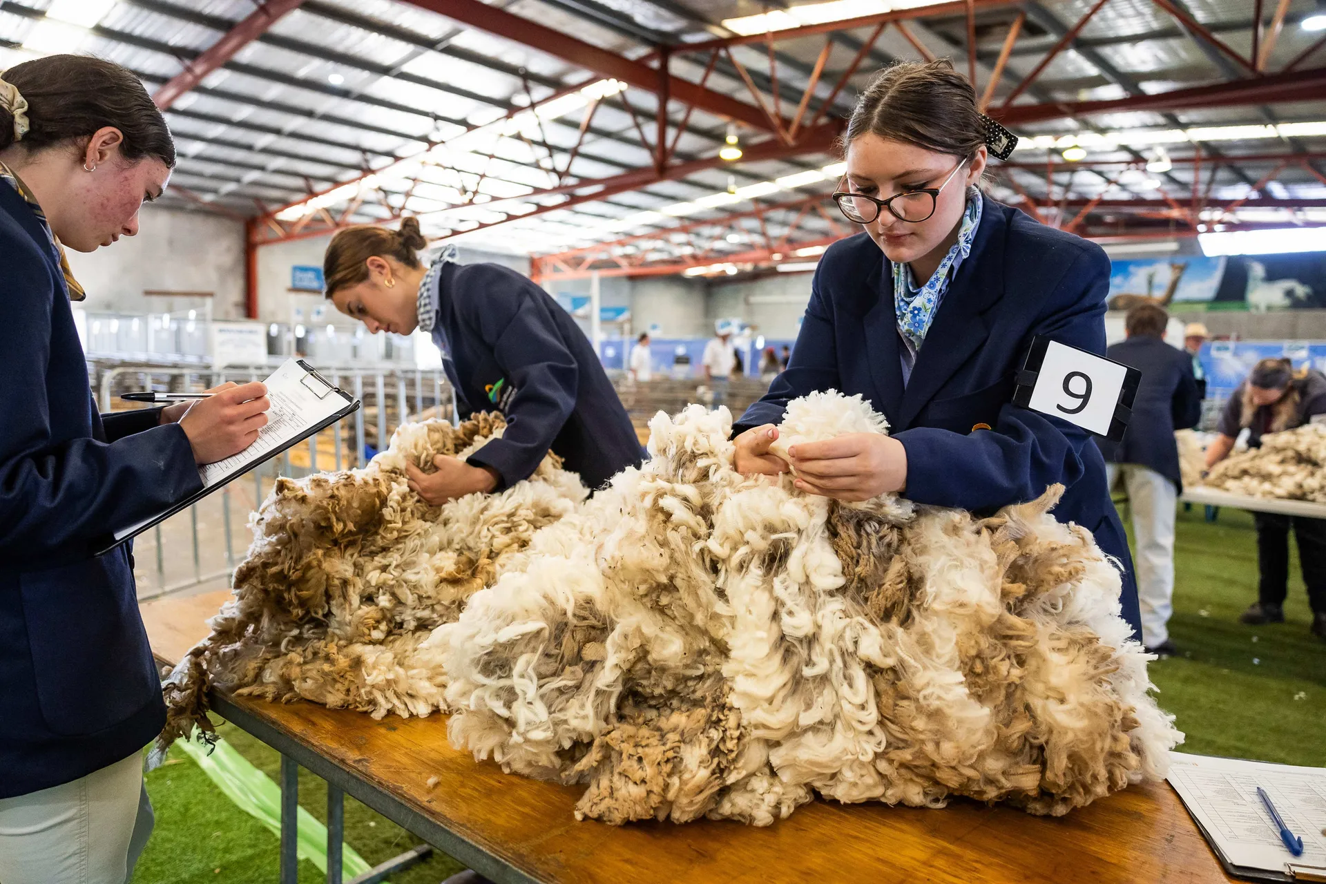 Students judging fleece at an agricultural competition.