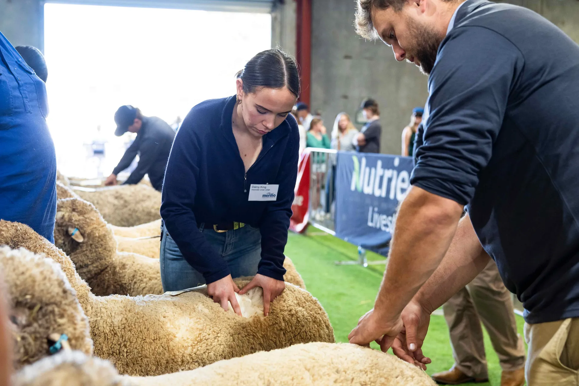 sheep competition