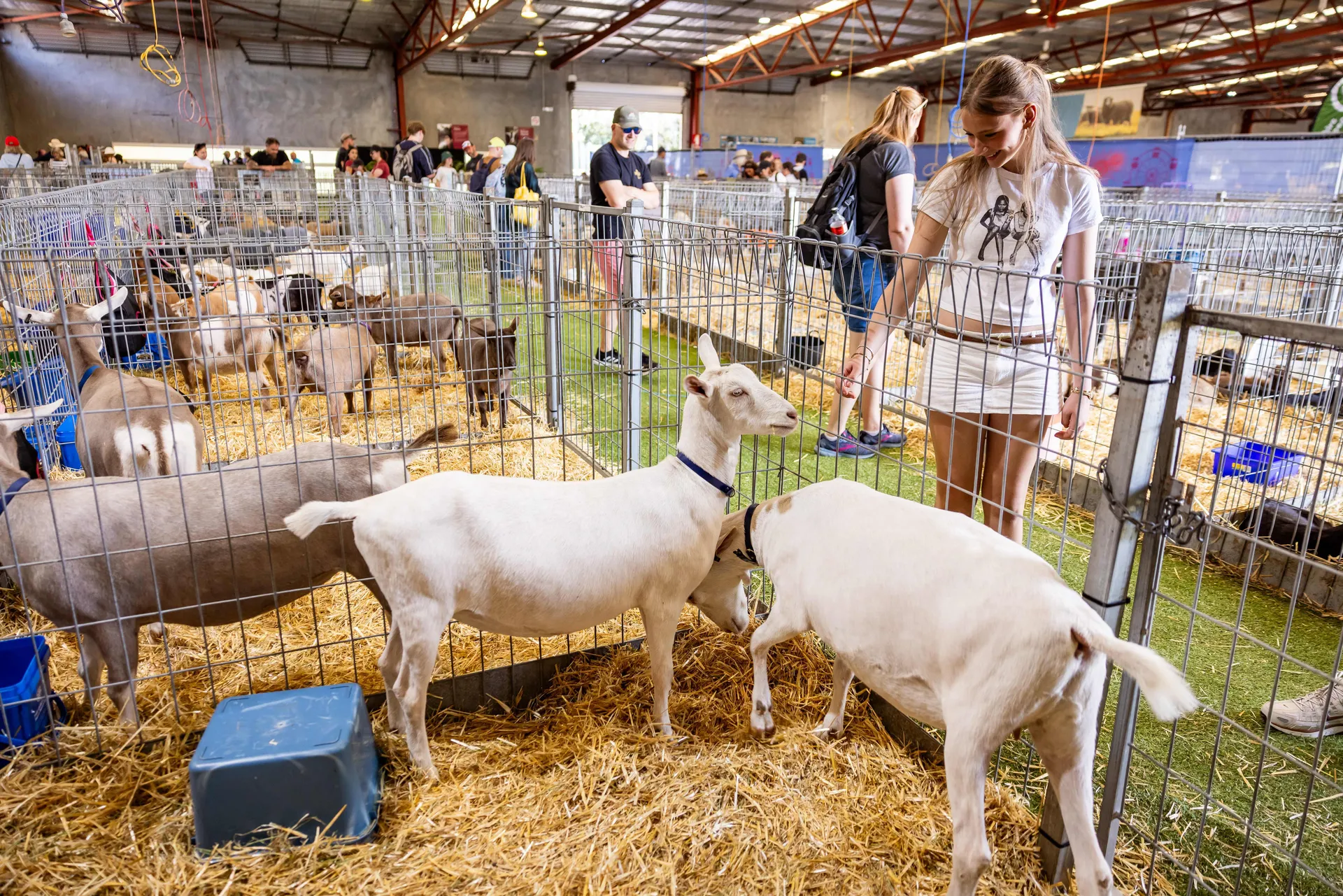 A young woman interacting with goats inside a livestock pavilion at the Perth Royal Show, with multiple pens of animals and visitors in the background.