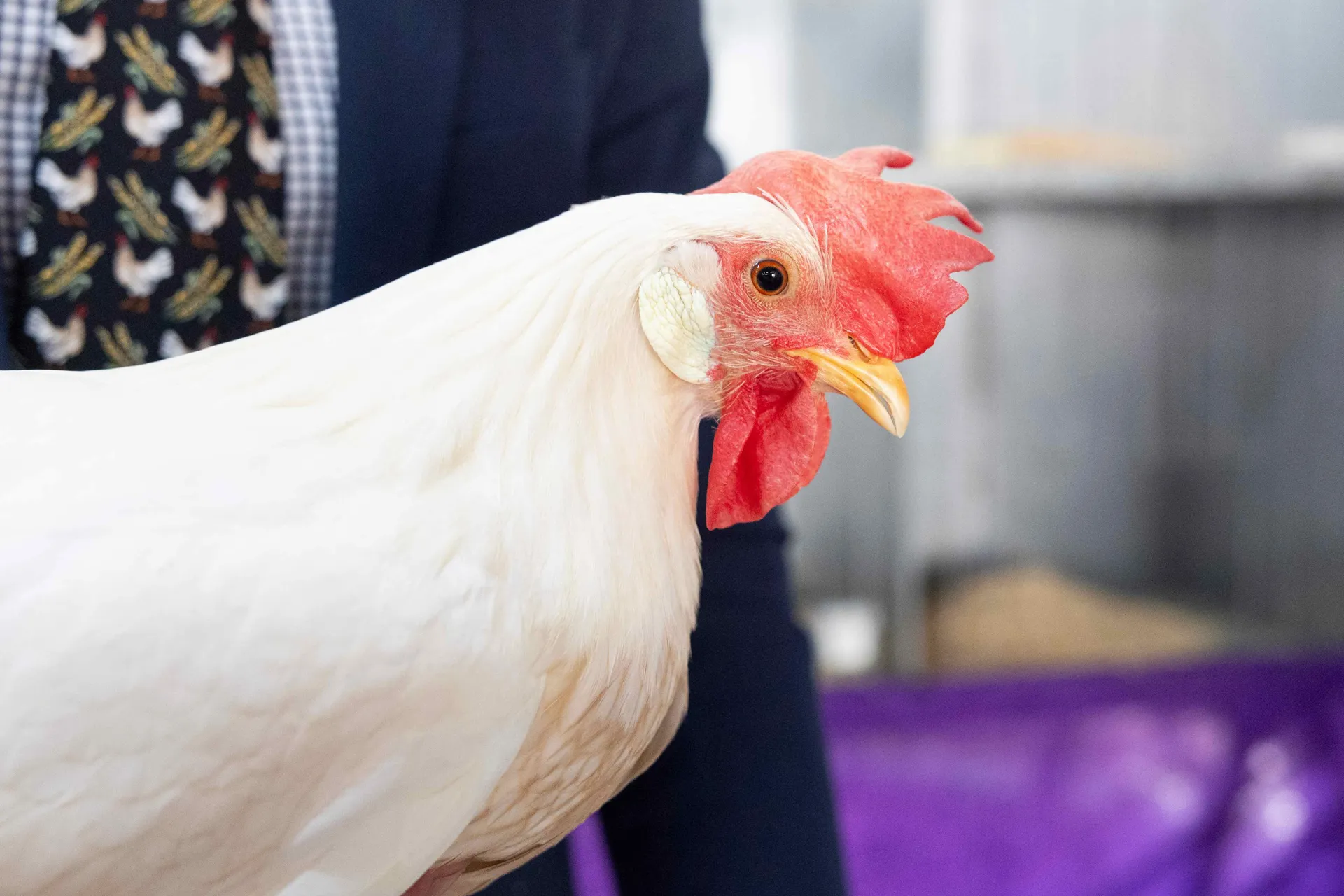 Poultry
