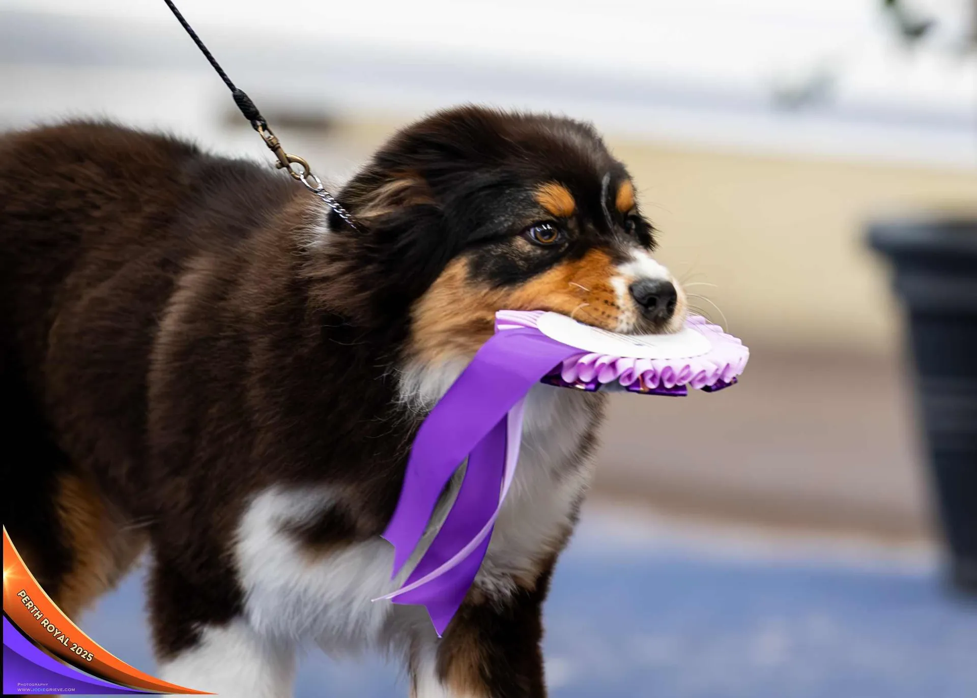 Dog Conformation