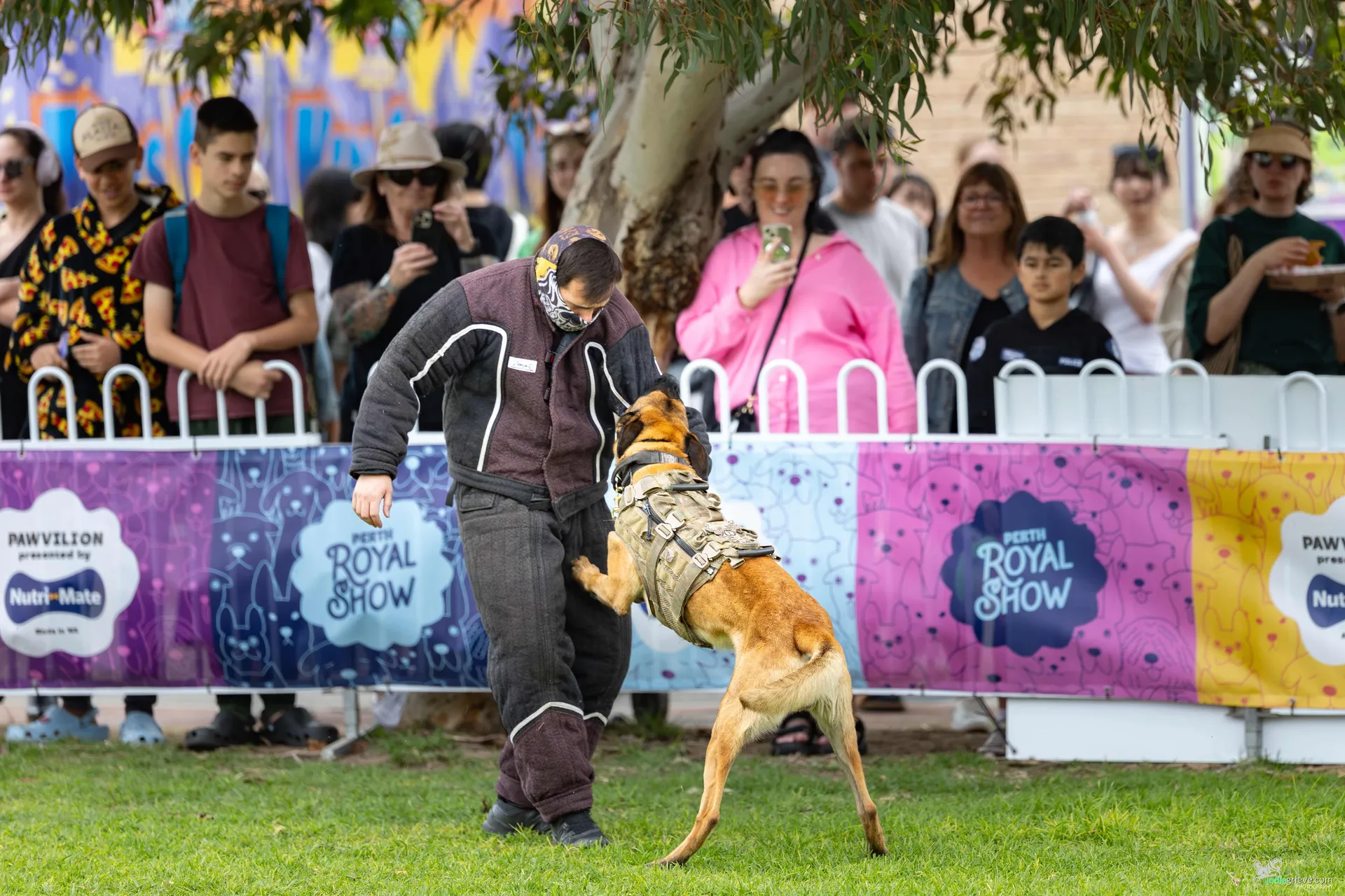 Dog Performance