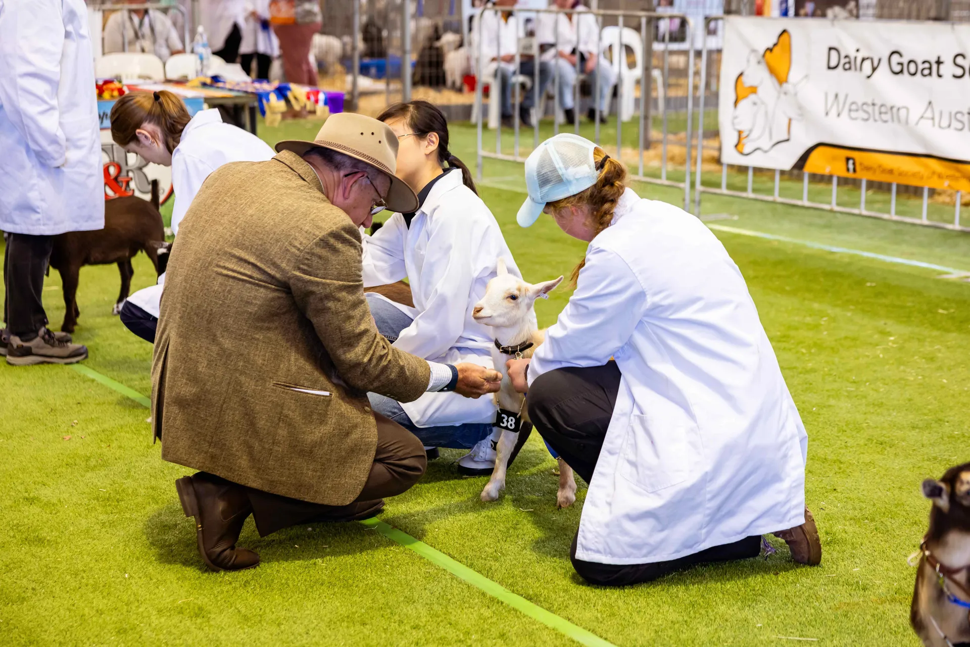 Goat Judging