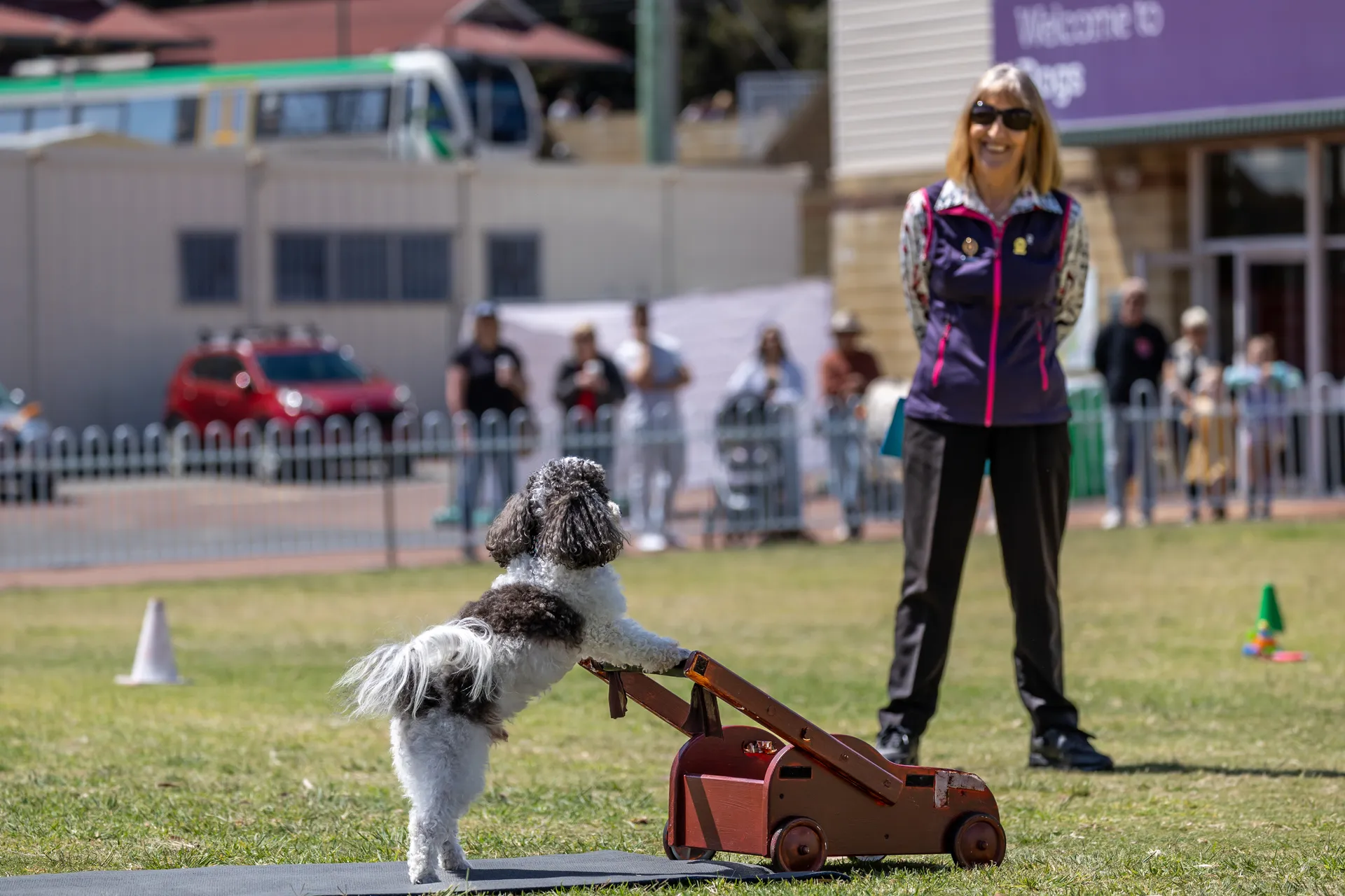 Tricks and Dancing with Dogs