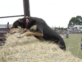 Working Dog Jumping
