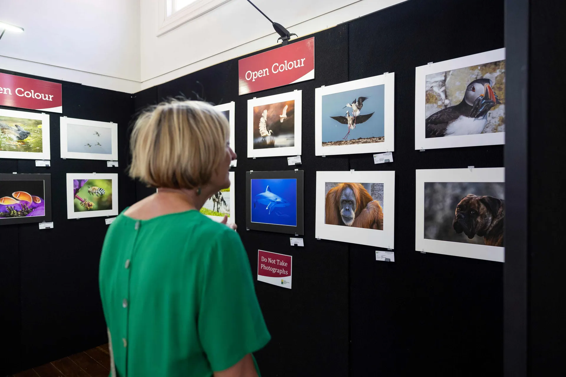 A visitor viewing framed photographs in the Open Colour photography exhibition at the Perth Royal Show, displayed on black gallery walls.