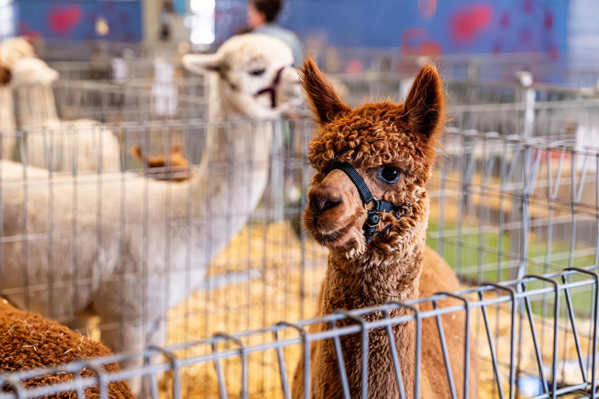 Alpaca Competition
