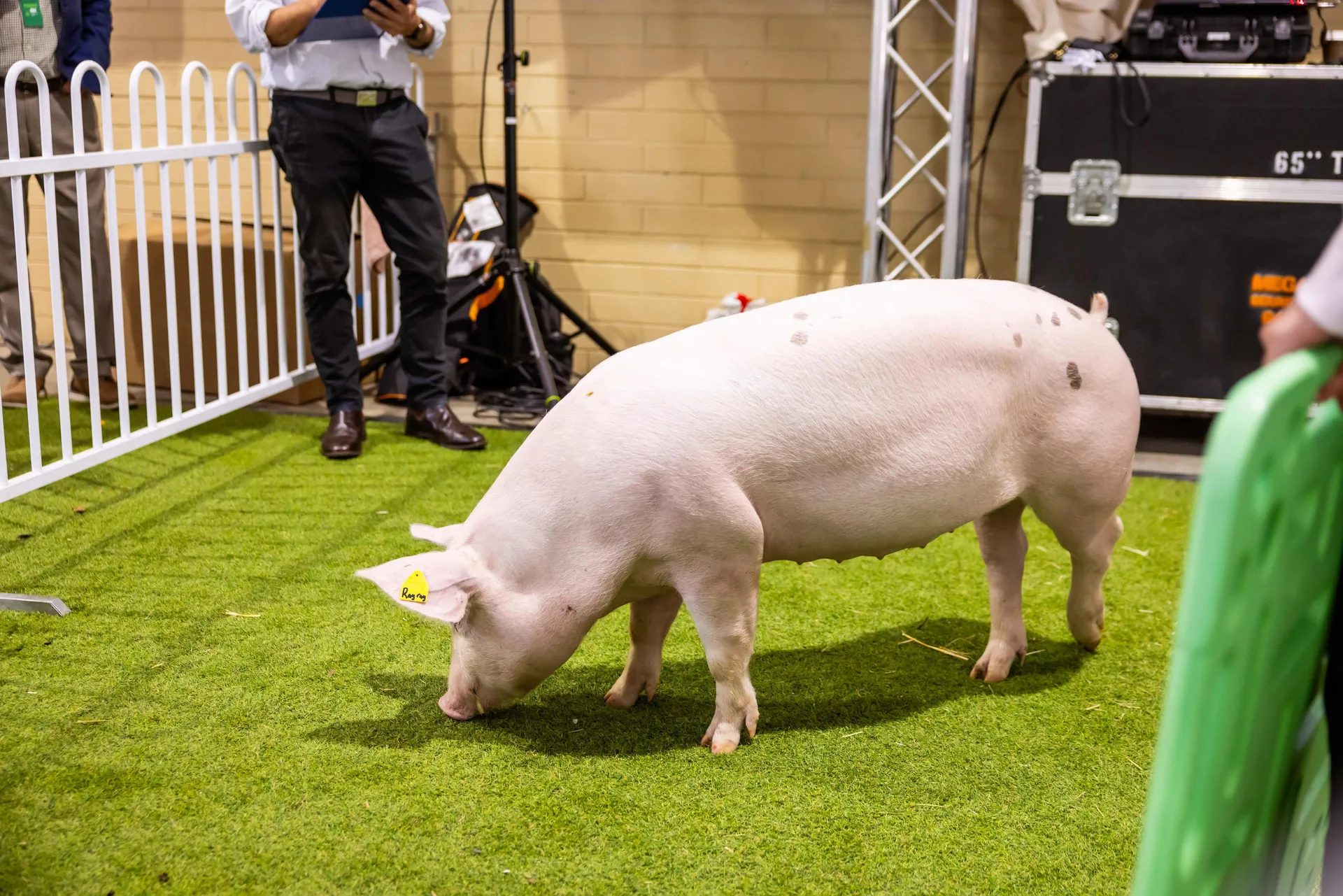 A pig being judged inside a livestock ring at the Perth Royal Show, standing on green turf with a judge and equipment in the background.