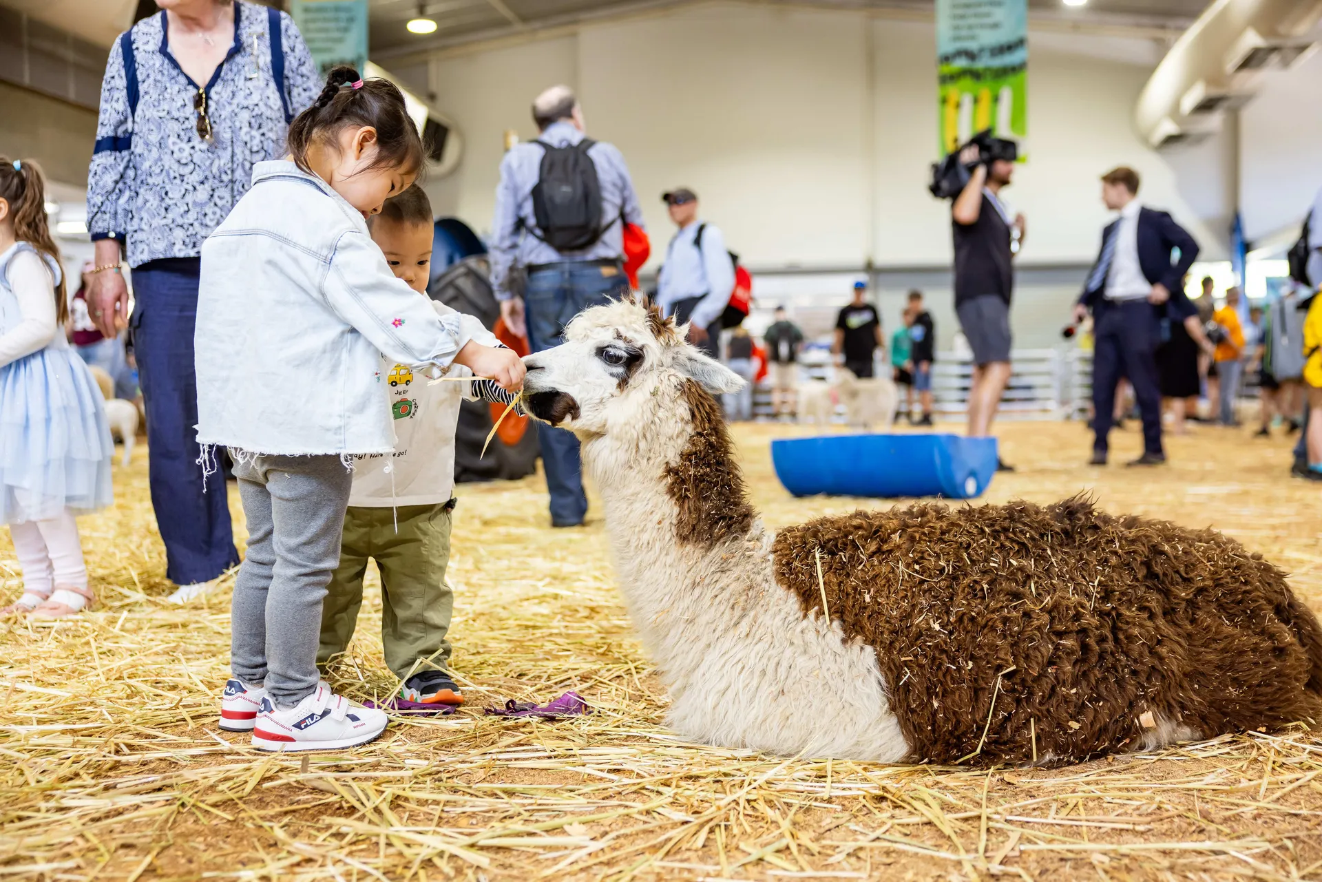 Children feeding a llama at an indoor animal area.
