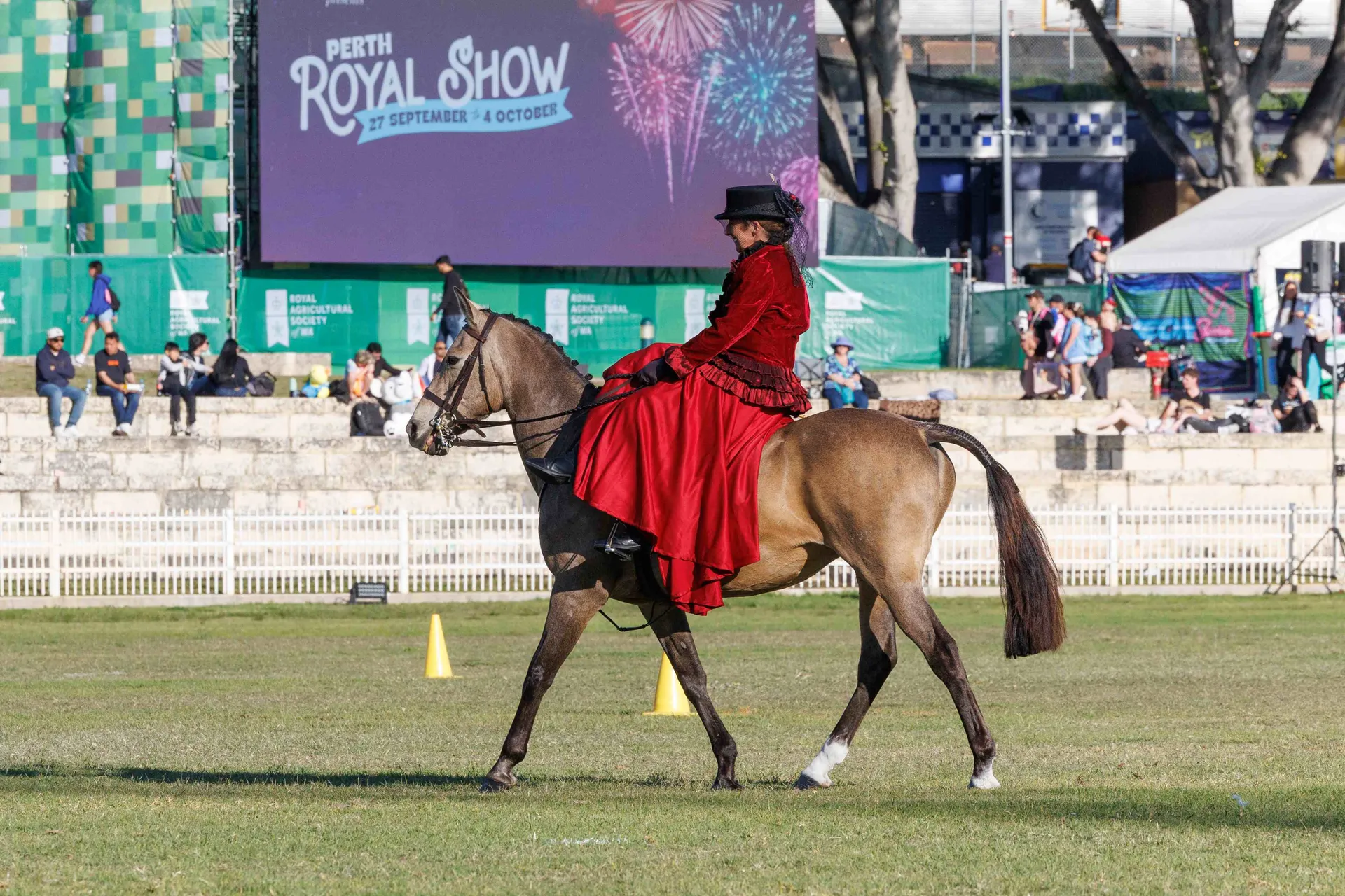 Show Horse
