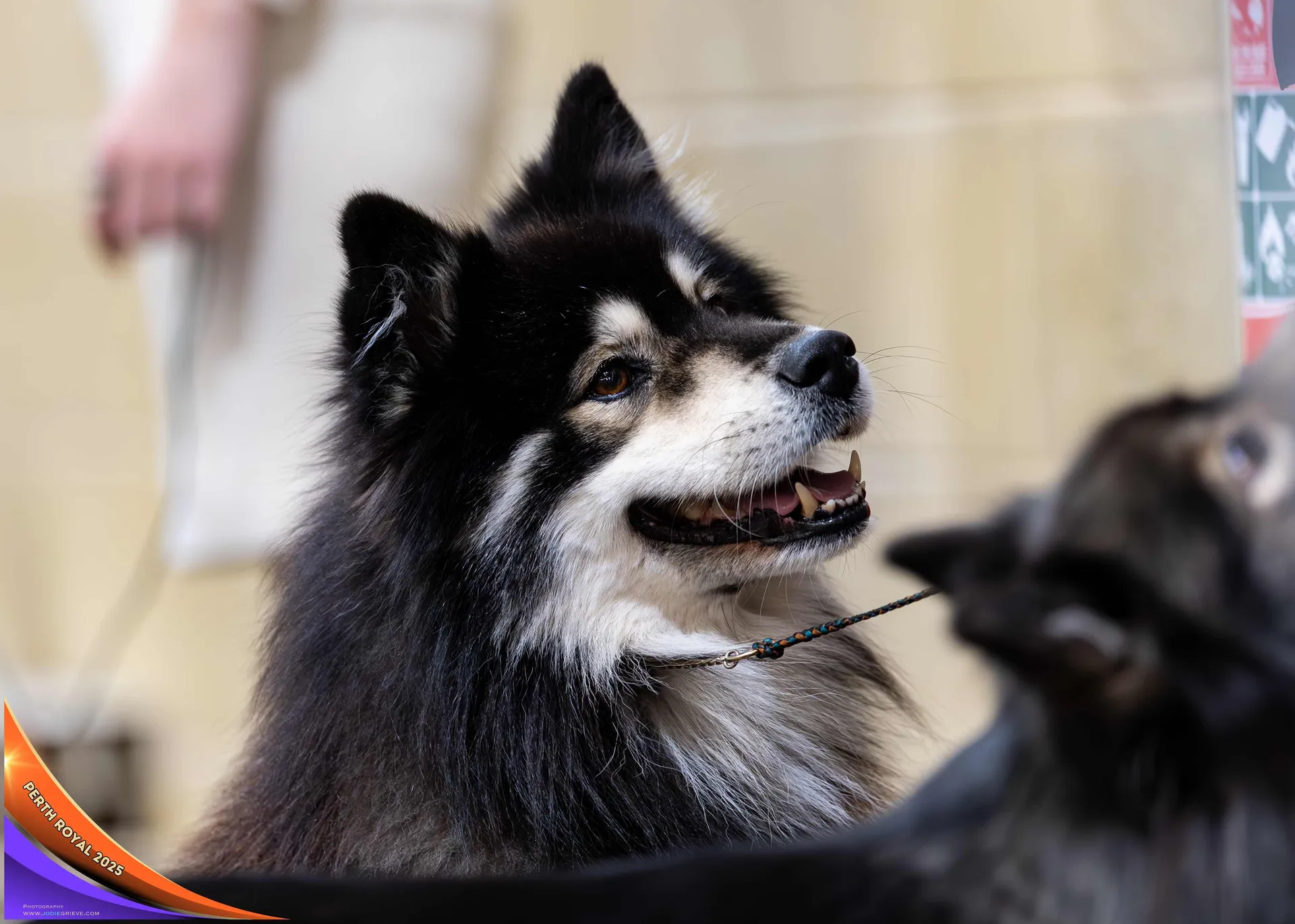 Dog Conformation