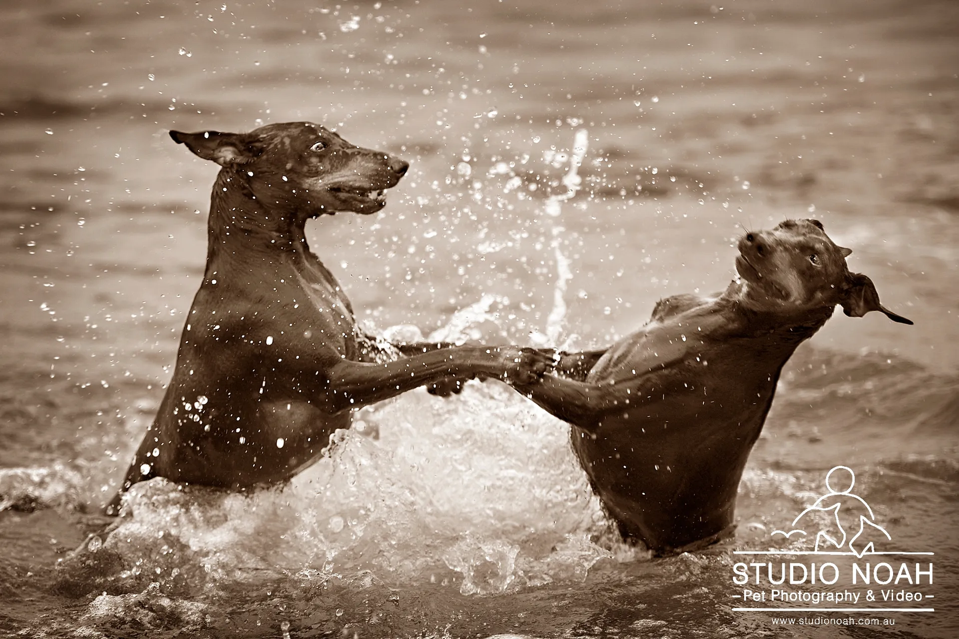 dobermans playing in water